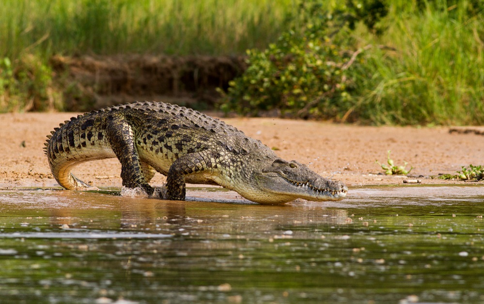 Alligators reproduction