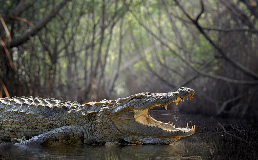 Amazing Facts About Crocodiles