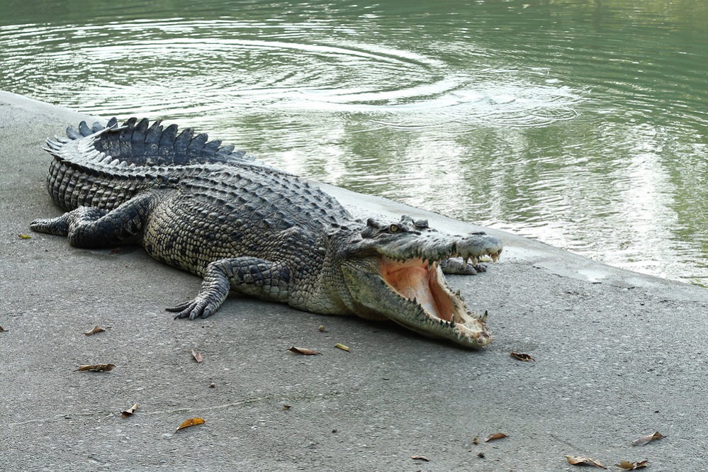 Which is more dangerous, alligator or crocodile?