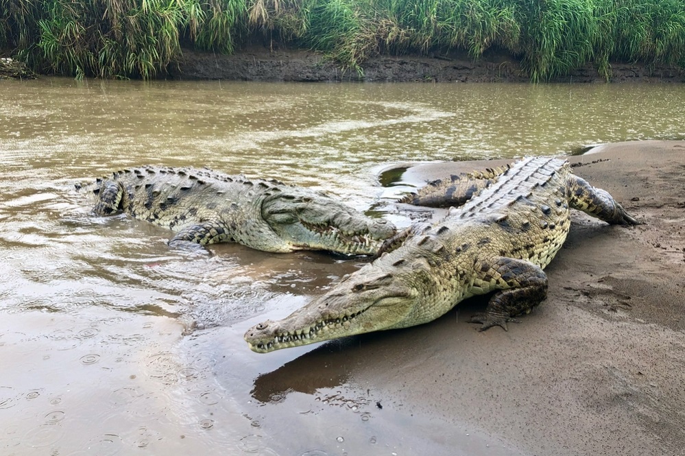 American crocodile habitat