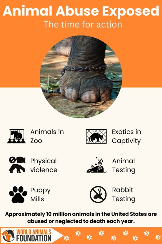 Animal Abuse Infographic