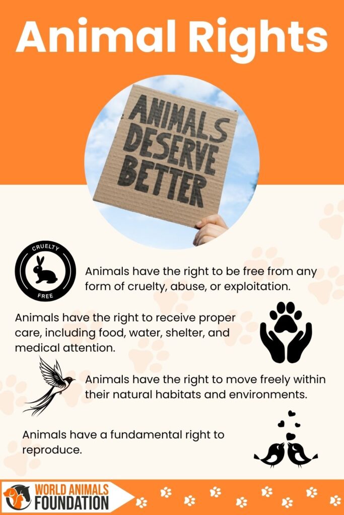 Animal Rights Infographic