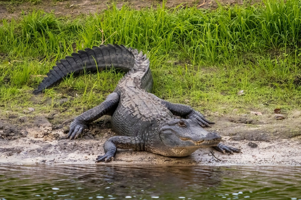 Appearance of alligators