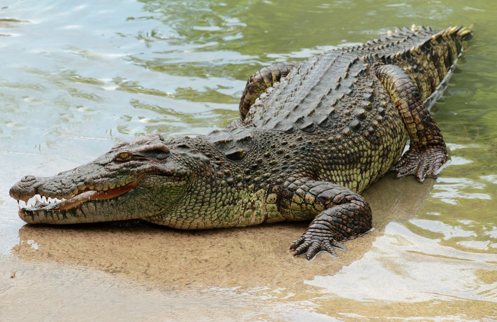 Are crocodiles endangered