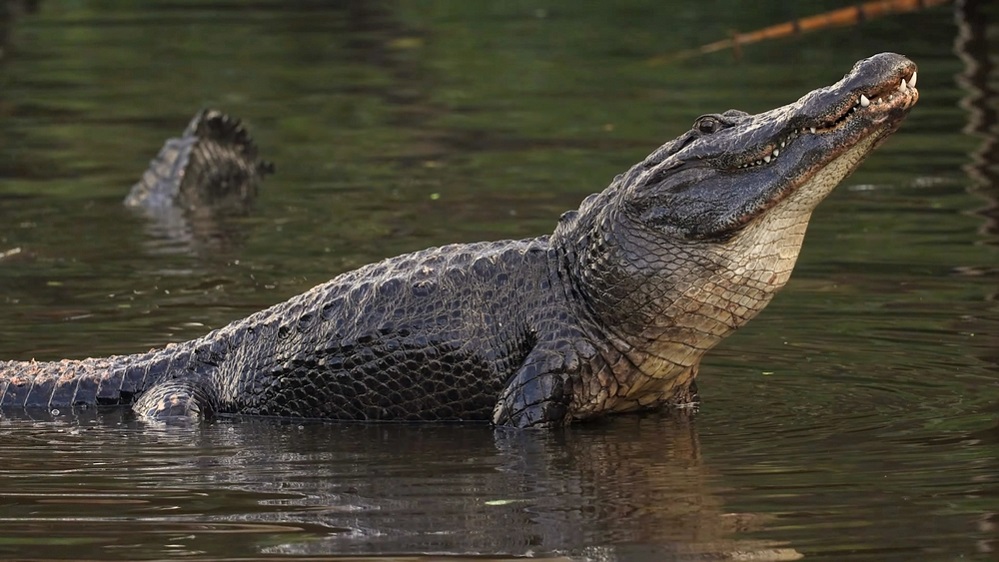 Behavior of alligator