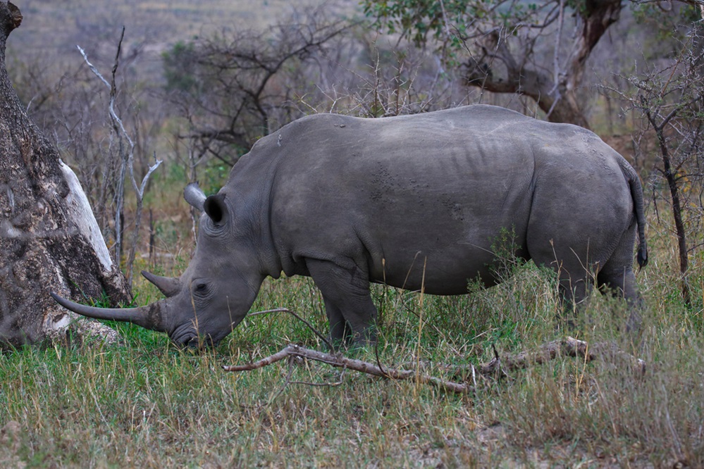 Black Rhinoceros endangered