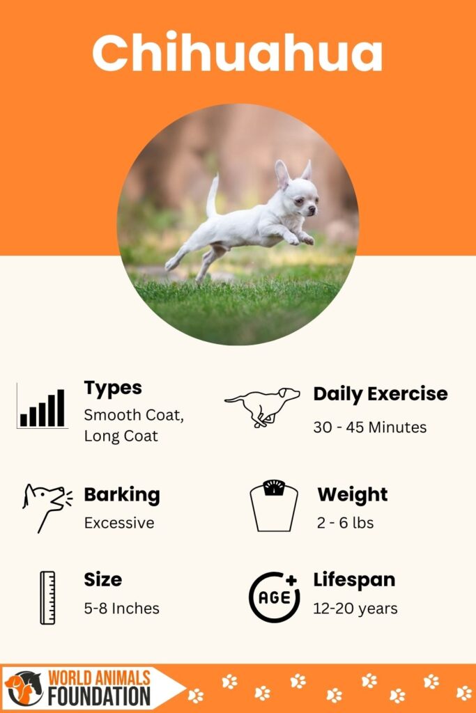 Chihuahua Infographic
