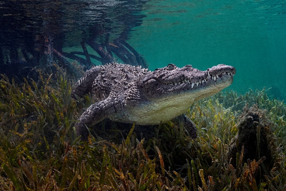 Crocodile habitat and diet
