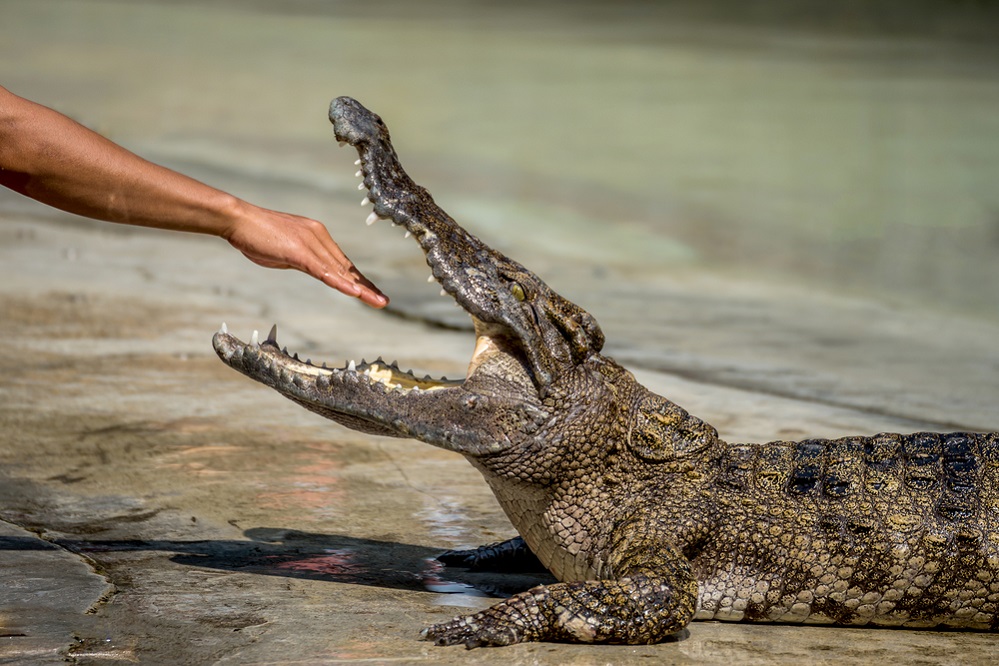 Crocodiles relation with humans