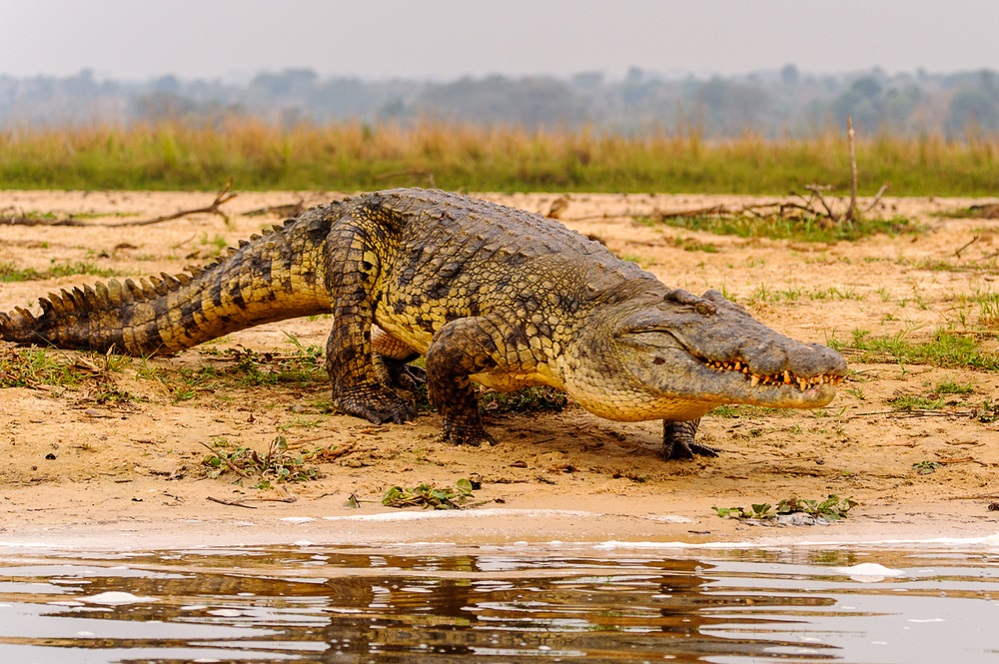 Crocodiles – Ancient Predators of the Waterways