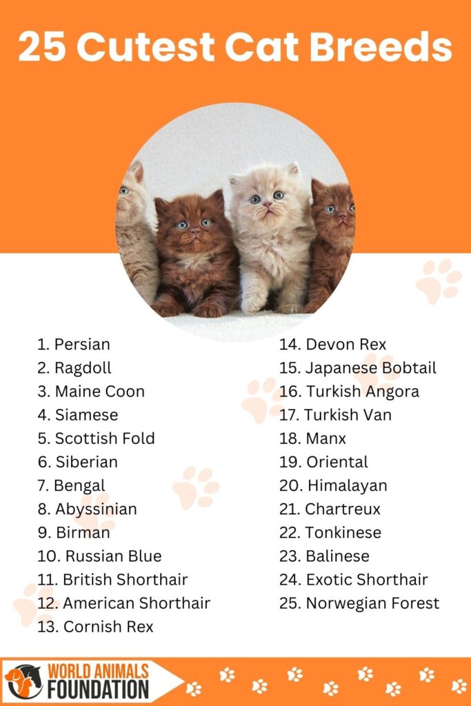 Cutest Cat Breeds Infographic