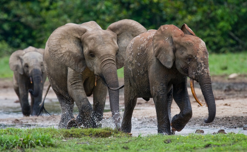group of african elephants