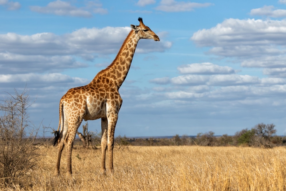 large animals in africa