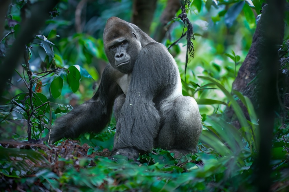 primates in africa