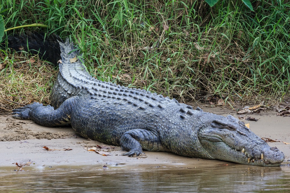 How fast can a crocodile run