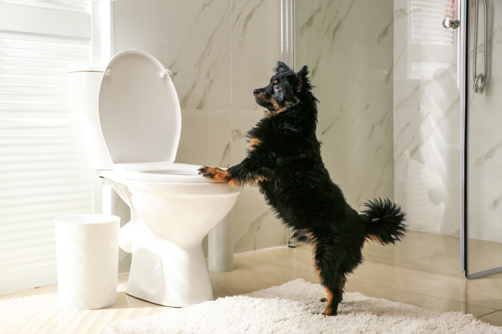 How to Potty Train a Puppy