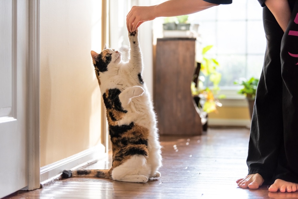How To Train a Cat – Build a Stronger Bond Through Training