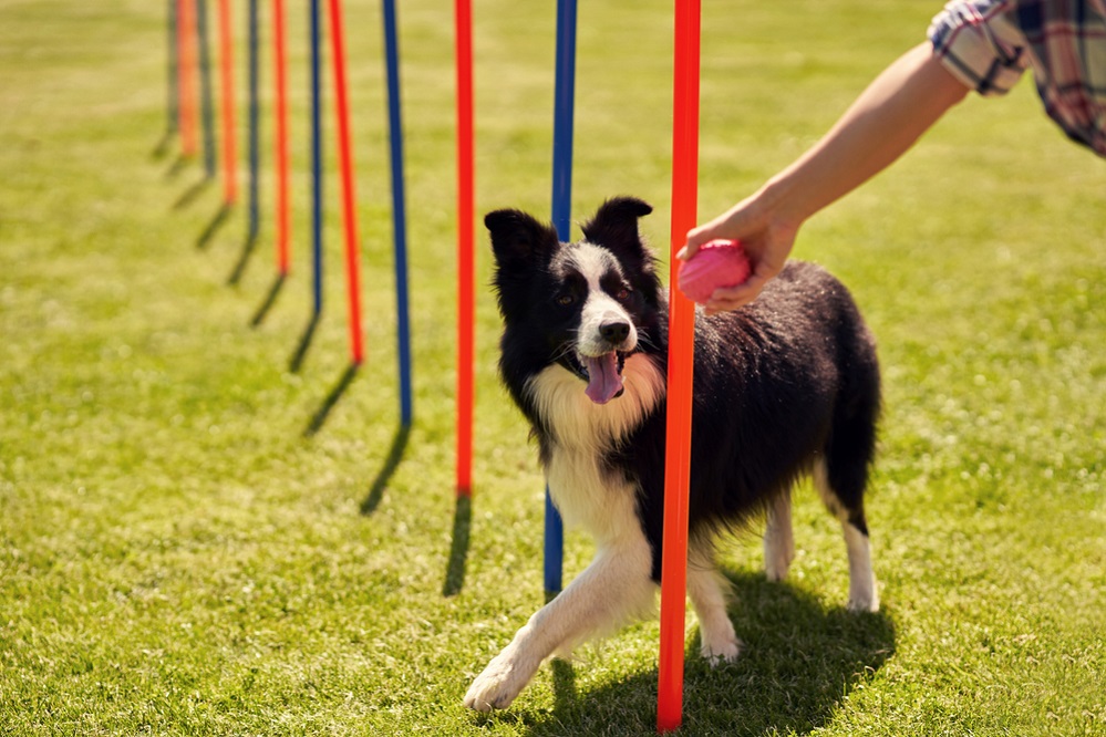 How to Train a Dog – A Happy and Obedient Pup