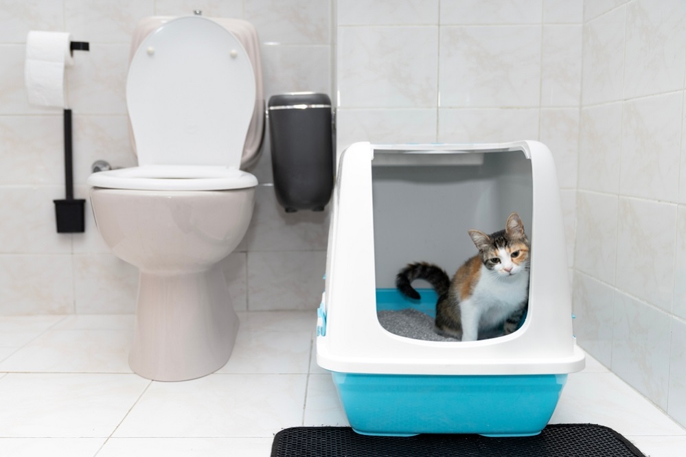 How to litter box train your cat