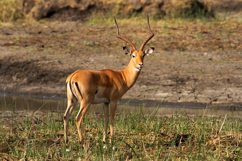 african impala