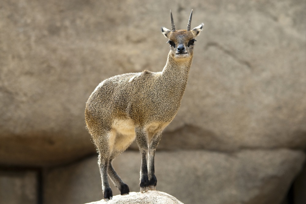 Klipspringer antelope
