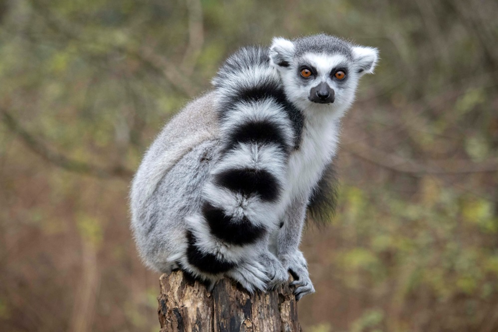 Lemur unique primate