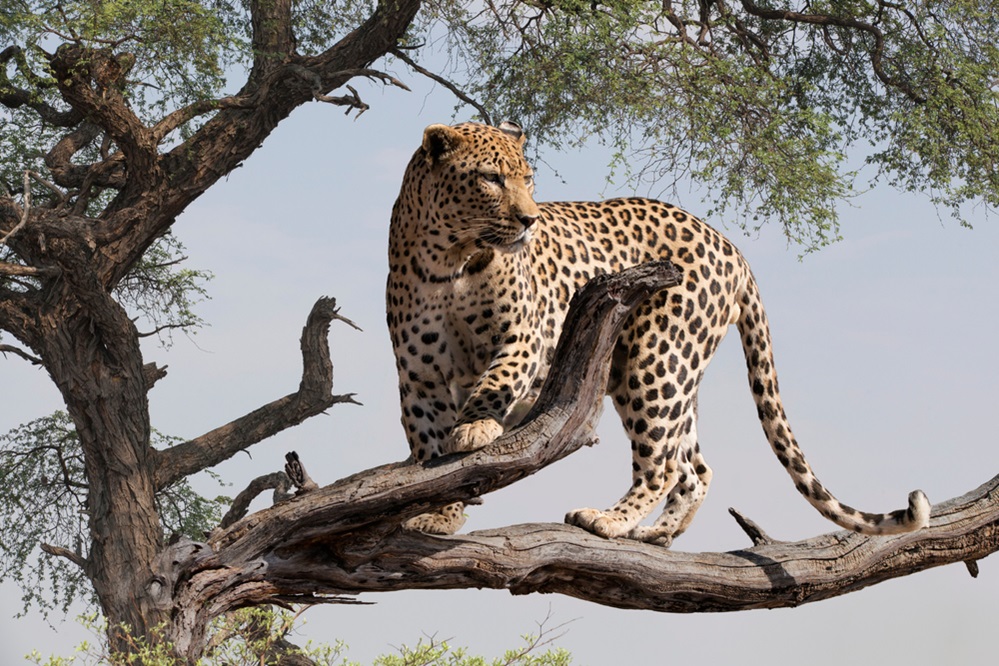 Leopards in africa