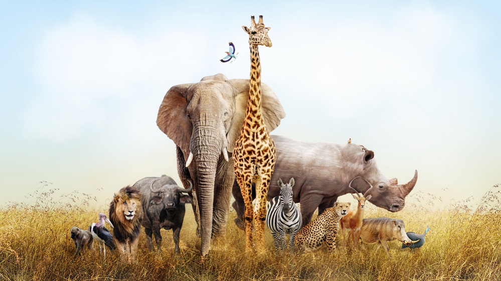 List of African Animals