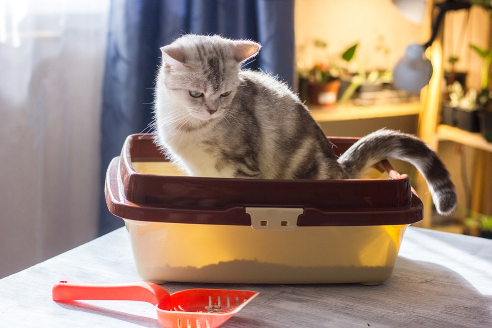 Litter box training your cat