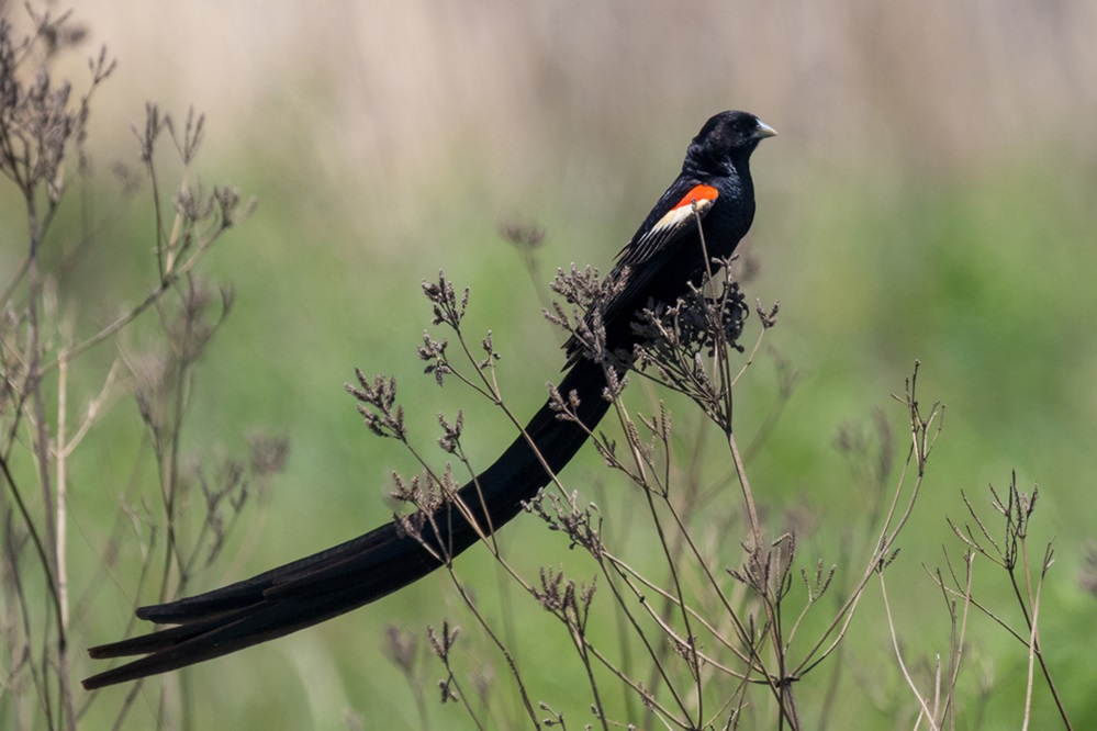 Black Long-tailed Widowbird