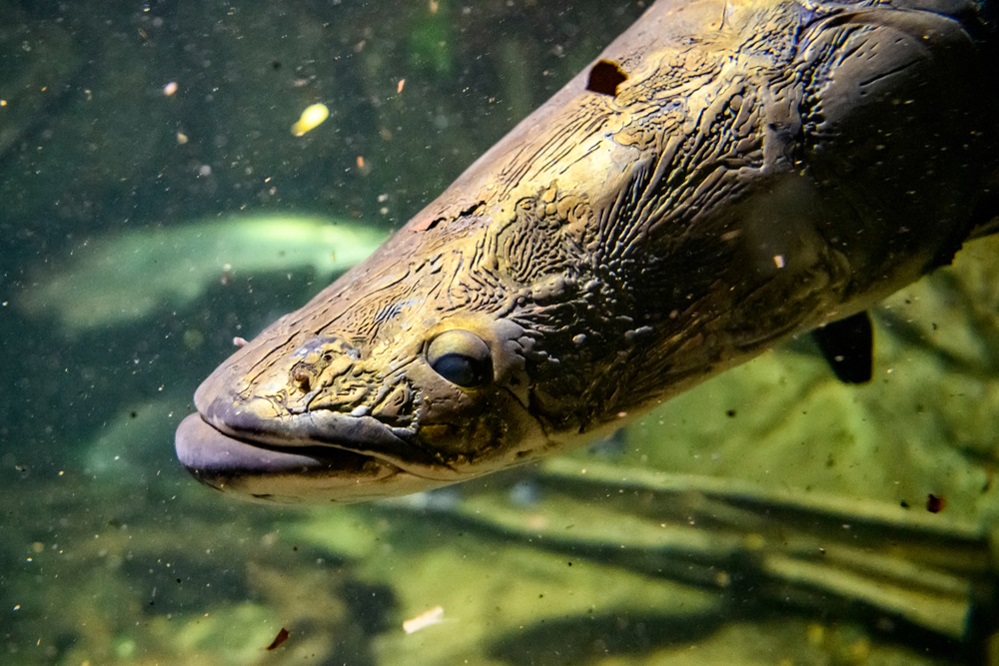 Ugly Lungfish