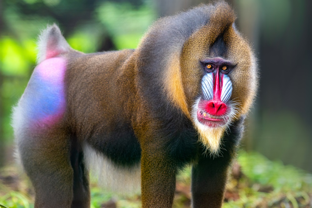 Unique Mandrill Primate