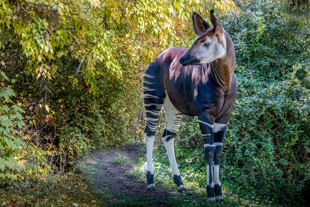 Colorful Okapi