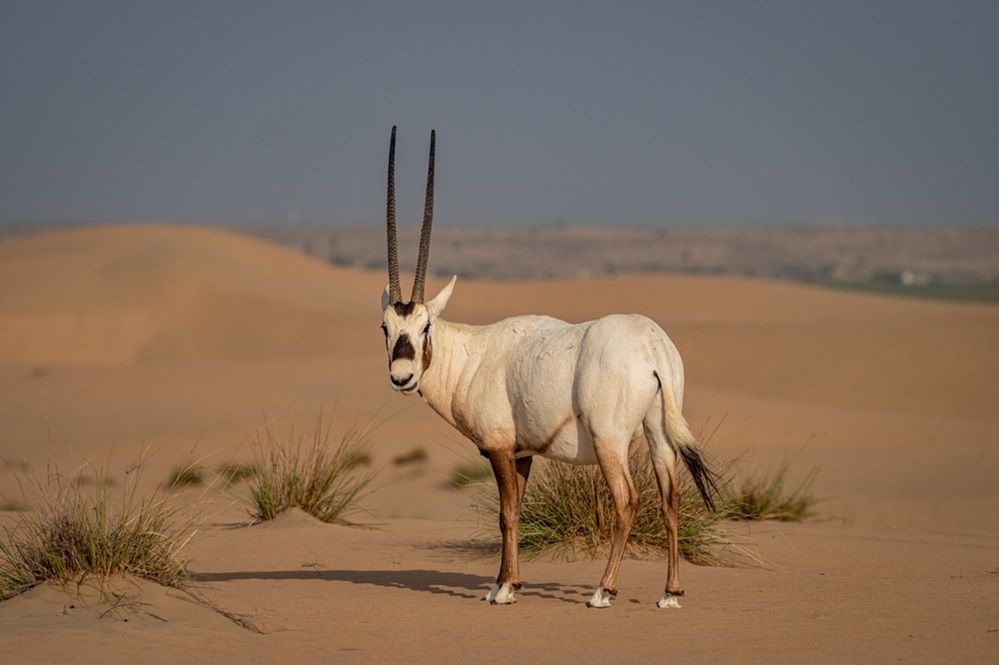 Oryx horns