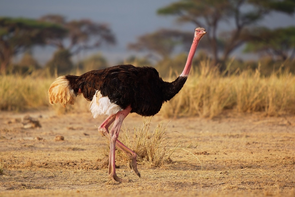 Ostrich largest birds