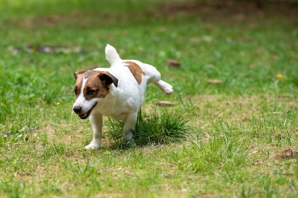 Pee training your puppy