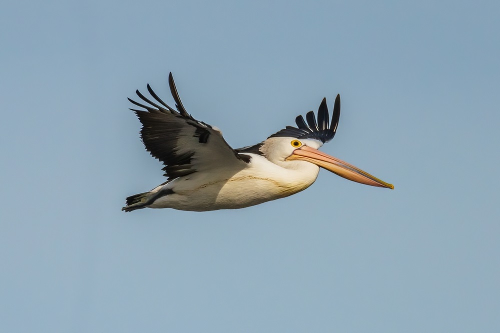 Pelican flying in africa