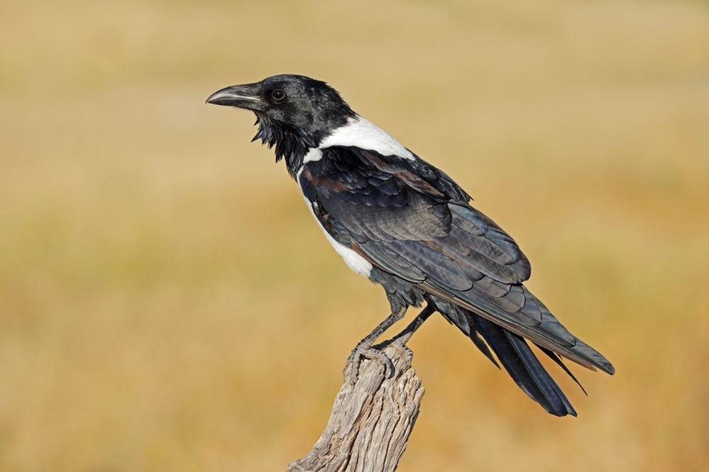 black and white Pied Crow