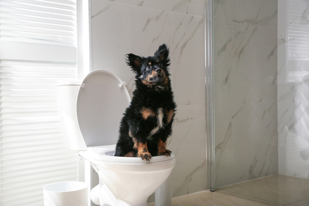 How to Potty Train Your Puppy: A Step-by-Step Guide