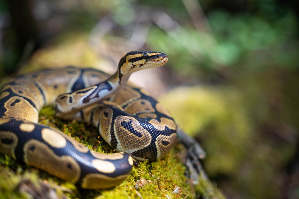 Dangerous Python