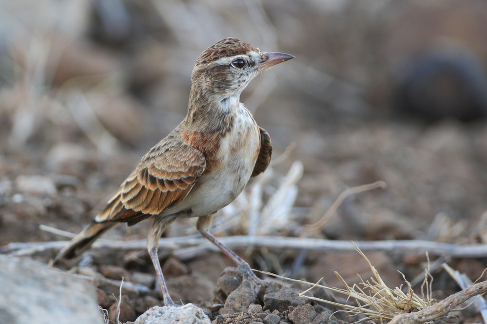 African Red-capped Lark