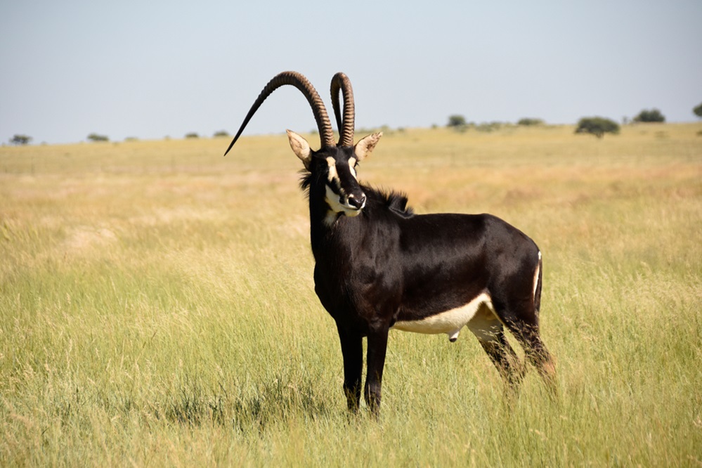 Sable Antelope horns