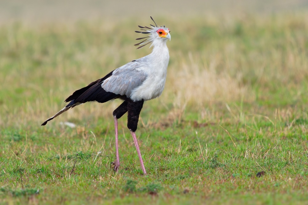 Unique Secretarybird in africa