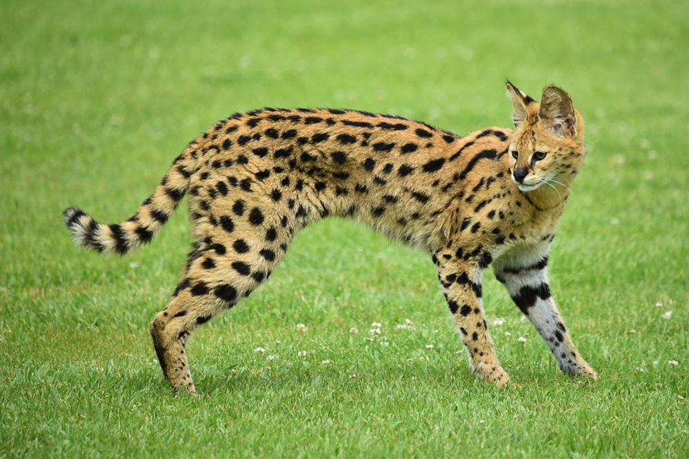 African Serval