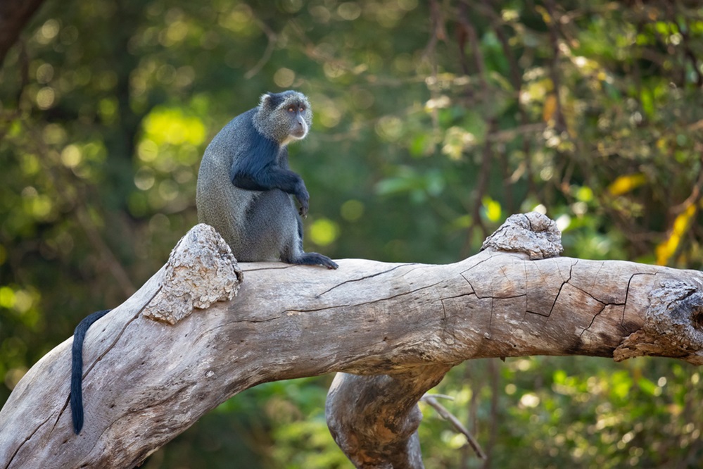 Tanzanian Guenon Monkey