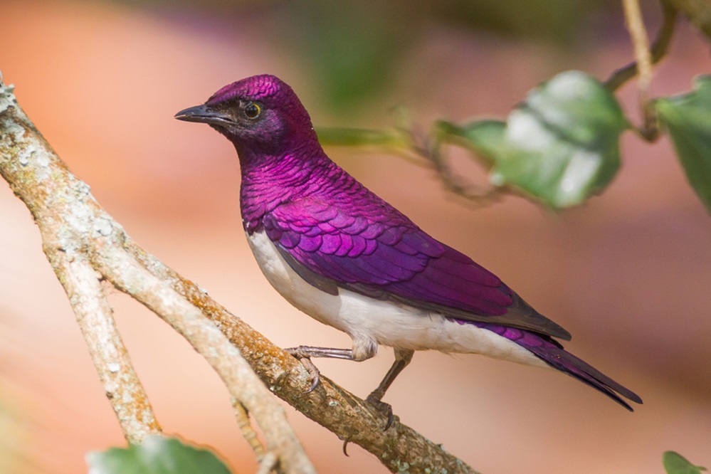 Shiny Violet-backed Starling