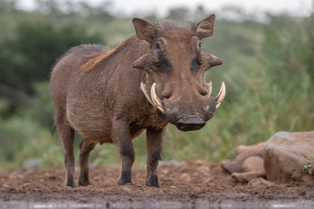 Ugly Warthog