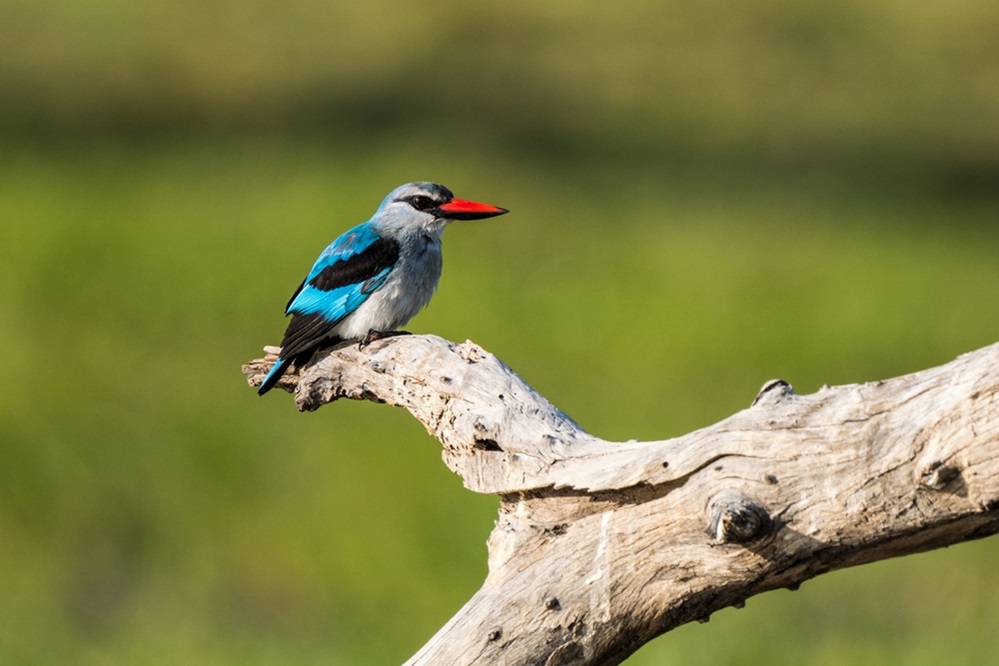 Woodland Kingfisher Bird