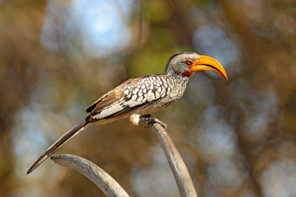 African Yellow-billed Hornbill