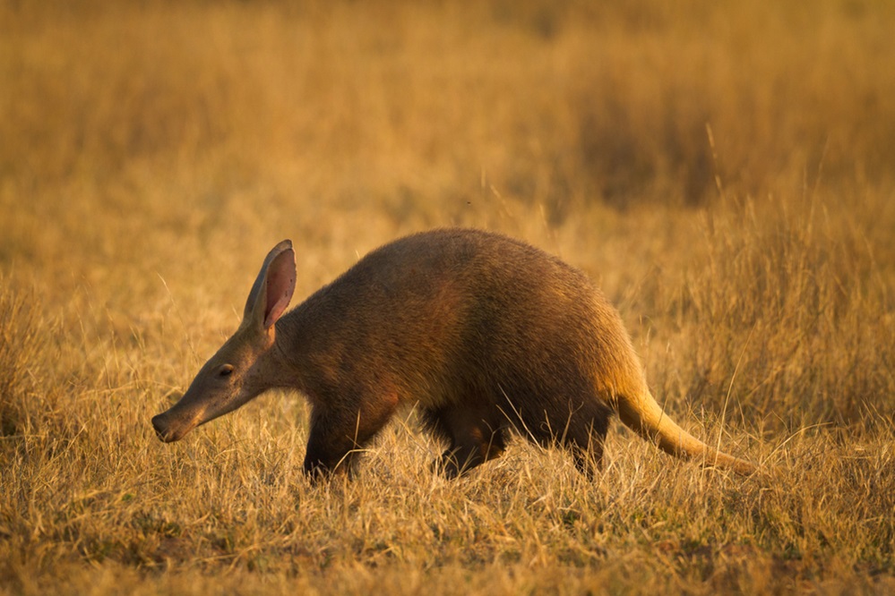 aardvark in Africa